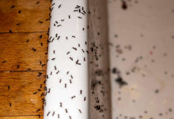 Best Best Pest Control Companies  in Orchard City, CO