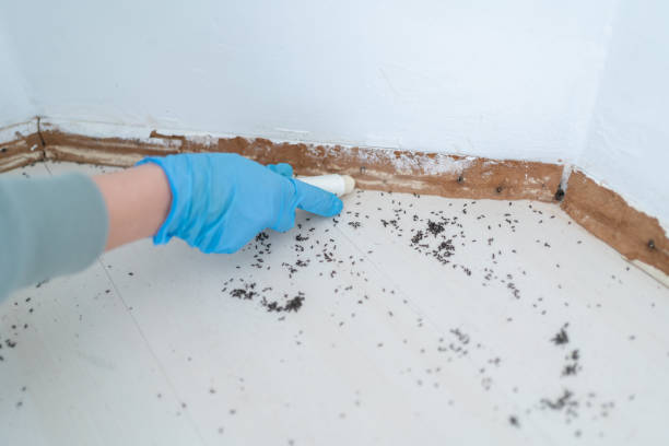 Flea Control Services in Orchard City, CO